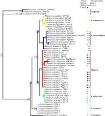 Attēlu rezultāti vaicājumam “Atrichum flavisetum sporophyte”