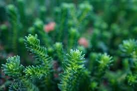 Attēlu rezultāti vaicājumam “Sedum rupestre leaf”