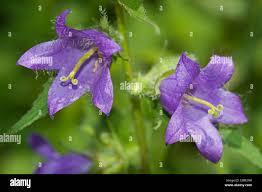 Attēlu rezultāti vaicājumam “Campanula trachelium bud”
