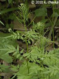 Attēlu rezultāti vaicājumam “Cardamine impatiens”