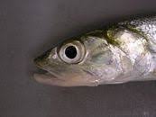 Image result for Elops saurus