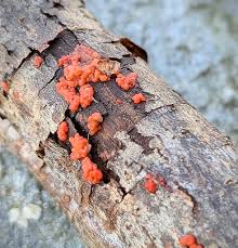 Attēlu rezultāti vaicājumam “Cribraria macrocarpa young”