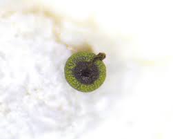 Attēlu rezultāti vaicājumam “Physarum viride var. aurantium stalked”