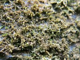 Attēlu rezultāti vaicājumam “Rhynchostegiella tenella macro”