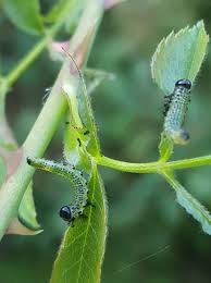 Attēlu rezultāti vaicājumam “Nematus ribesii”