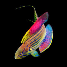 Attēlu rezultāti vaicājumam “Fuligo septica var. rosea young”