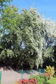 Attēlu rezultāti vaicājumam “Crataegus submollis flower”
