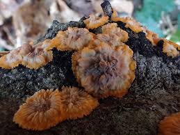 Attēlu rezultāti vaicājumam “Phlebia radiata”