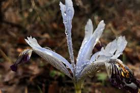 Attēlu rezultāti vaicājumam “Iris rosenbachiana flower”