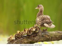 Attēlu rezultāti vaicājumam “Anas strepera female”