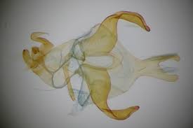 Attēlu rezultāti vaicājumam “Scythris limbella”