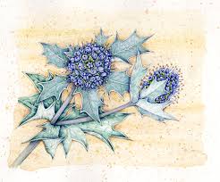 Attēlu rezultāti vaicājumam “Eryngium maritimum”