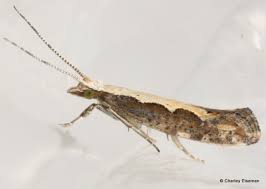 Attēlu rezultāti vaicājumam “Diprionidae cocoon”