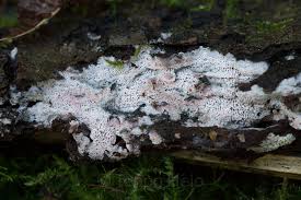 Attēlu rezultāti vaicājumam “Ceriporia excelsa”