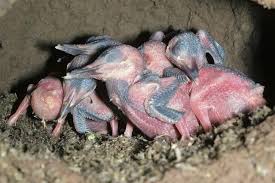 Attēlu rezultāti vaicājumam “Alcedo atthis nest”