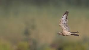 Image result for Caprimulgus aegyptius