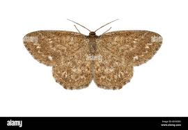 Attēlu rezultāti vaicājumam “Scopula immorata”