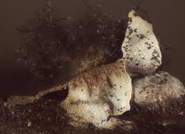 Attēlu rezultāti vaicājumam “Diderma umbilicatum”