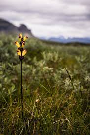 Attēlu rezultāti vaicājumam “Pedicularis sceptrum-carolinum flower”