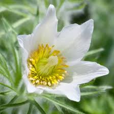 Image result for Pulsatilla