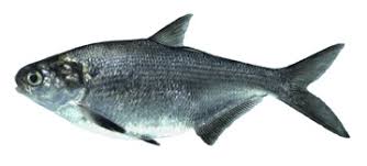 Image result for Dorosoma cepedianum