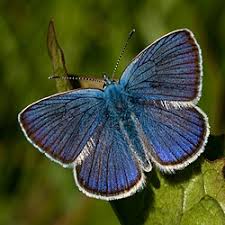 Attēlu rezultāti vaicājumam “Vacciniina optilete male”