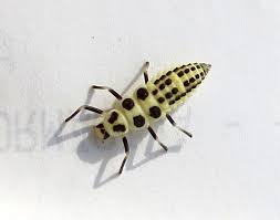 Attēlu rezultāti vaicājumam “Calvia decemguttata larva”