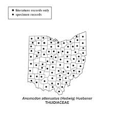 Attēlu rezultāti vaicājumam “Anomodon attenuatus sporophyte”