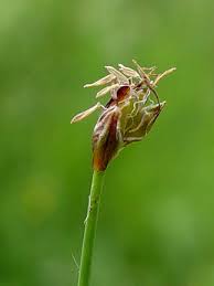 Attēlu rezultāti vaicājumam “Eleocharis quinqueflora flower”