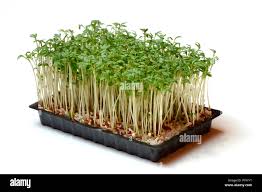 Image result for Gartenkresse