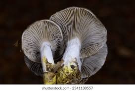 Attēlu rezultāti vaicājumam “Boletales”