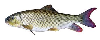 Image result for Moxostoma carinatum