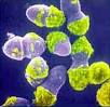 <b>Enterococcus Faecium</b> Genes Identified