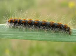 Attēlu rezultāti vaicājumam “Eriogaster lanestris larva”