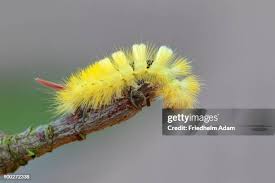 Attēlu rezultāti vaicājumam “Calliteara pudibunda larva”