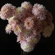 Image result for Chrysanthemum spectabile