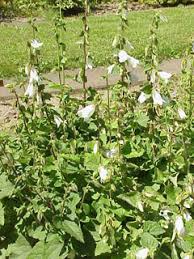 Image result for Campanula affinis