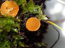 Attēlu rezultāti vaicājumam “Octospora humosa”