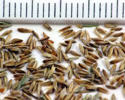 Attēlu rezultāti vaicājumam “Poa pratensis”