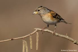 Attēlu rezultāti vaicājumam “Fringilla montifringilla male”