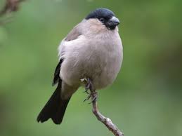 Attēlu rezultāti vaicājumam “Pyrrhula pyrrhula female”