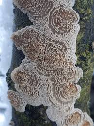 Attēlu rezultāti vaicājumam “Basidioradulum radula”