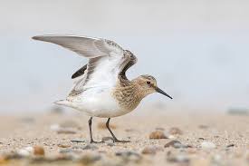 Image result for Calidris bairdii