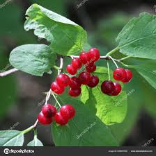 Attēlu rezultāti vaicājumam “Lonicera xylosteum fruit”