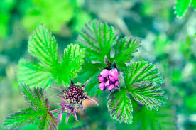 Attēlu rezultāti vaicājumam “Rubus arcticus flower”