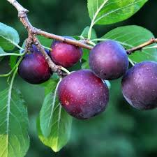 Attēlu rezultāti vaicājumam “Prunus cerasifera fruit”