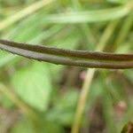 Attēlu rezultāti vaicājumam “Veronica scutellata fruit”