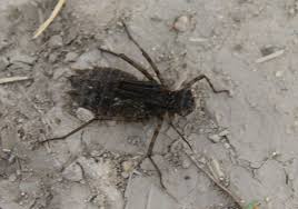 Attēlu rezultāti vaicājumam “Epitheca bimaculata”