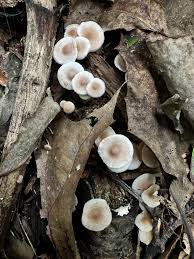 Attēlu rezultāti vaicājumam “Collybia tuberosa”