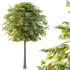 Attēlu rezultāti vaicājumam “Tilia platyphyllos subsp. cordifolia”